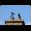 Gareth Sheerin photo: Chimney Birds