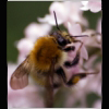Gareth Sheerin photo: Just Bee