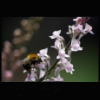 Gareth Sheerin photo: Other Bee
